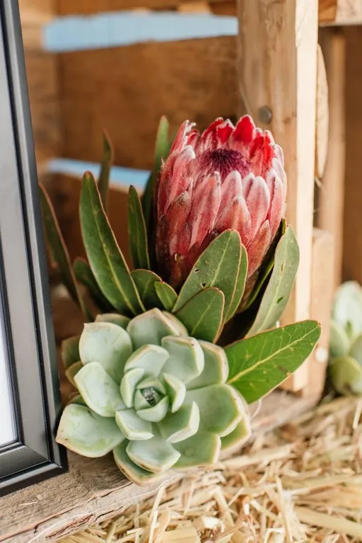 A red protea and succulent displayed in a rustic wooden crate.