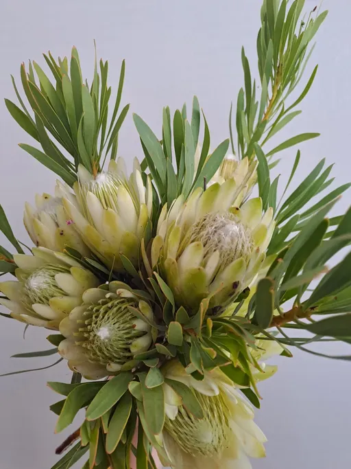 A detail shot of a white protea and greenery bouquet.